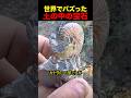 土の中の宝石#shorts