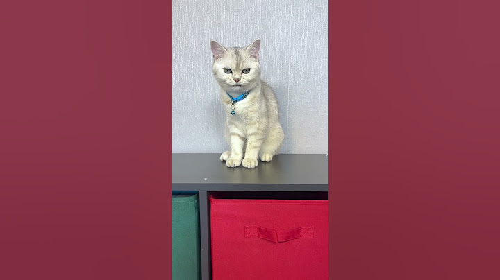 УЧУ КОТЁНКА ПИСАТЬ #cat