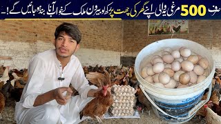 Earn 3 Lakh Per Month By Poultry Farming Golden Misri Poultry Farm In Pakistan