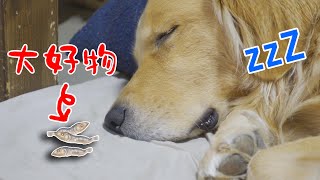 寝ている愛犬の鼻先に大好物の煮干し置いてみた結果・・・