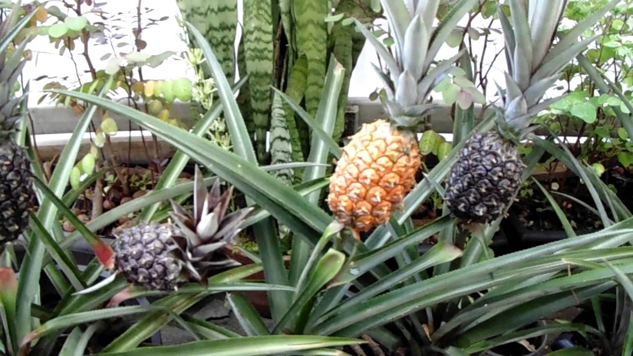 Piña o Ananá como Planta Ornamental - YouTube