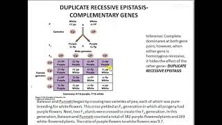 gene interactions 7   recessive epistasis complementary genes