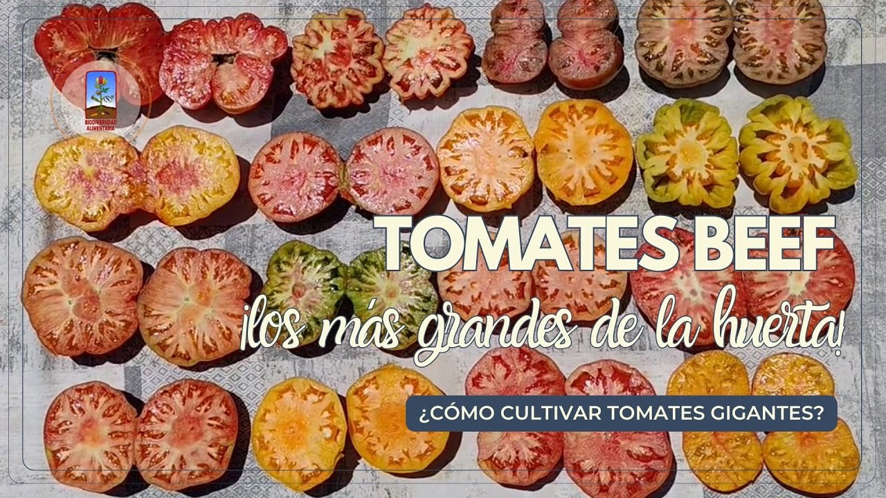 Conoce los Tomates más grandes de la huerta