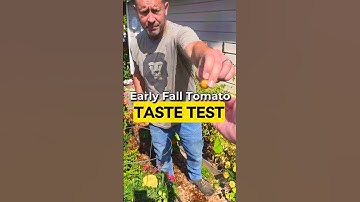 New 2026 Burpee Tomato Taste Test 🍅