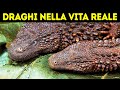 Cosa Succederebbe Se Trovassi Un Drago?