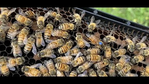 Honey Bee Queens: Grafting | Mating | Marking