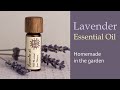 Making Lavender oil at home | A story from Ukraine