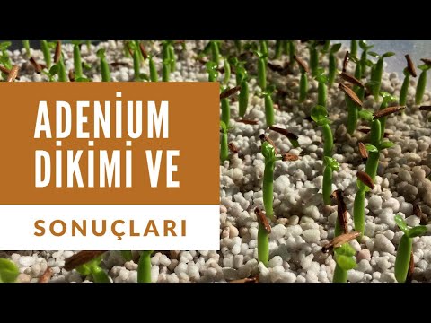 Video: Tohumlardan Büyüyen Adenium: Evde Adenium Nasıl Yetiştirilir? Tohum Ekimi Ve Sonrası Bakım