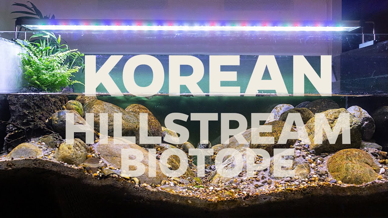 AMAZING Korean Hillstream biotope - Freshwater Goby biotope!
