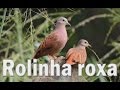 Rolinha roxa cantando gravada ao vivo em HQ para os amantes da espécie !!!