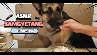 ASMR MUKBANG Funny Dog Shepherd reviewing Samgyetang (Boiled Chicken) 셰퍼드 삼계탕 먹방