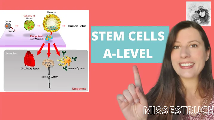 STEM CELLS: Totipotent, pluripotent, multipotent and unipotent.  Learn how iPS cells are made