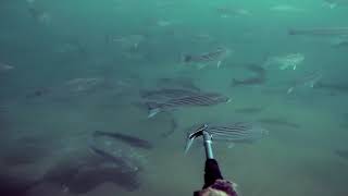 NY Spearfishing. cold water, striped bass and blackfish. April 27 2021