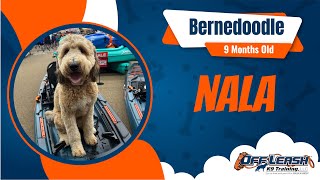 Fort Wayne Dog Trainer | 9 Month Old Bernedoodle | Off Leash K9 Training of Fort Wayne