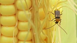 Corn Rootworm