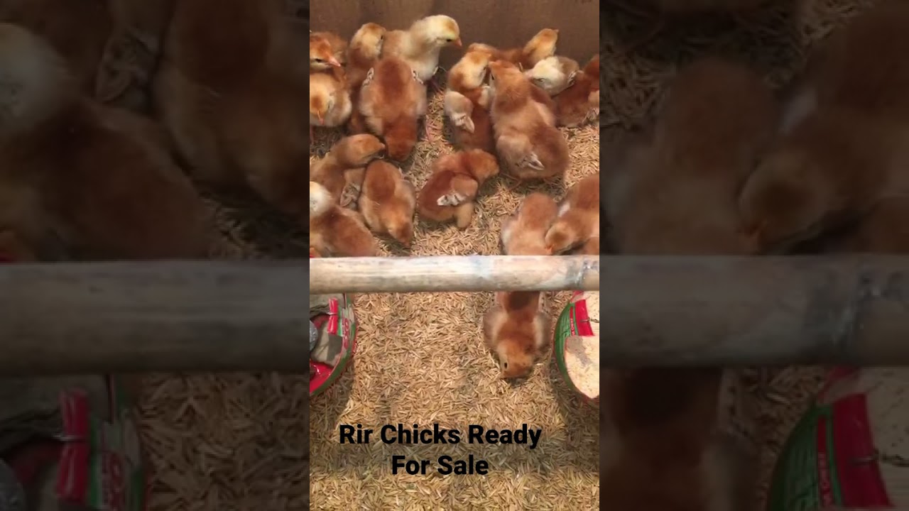 RiR Chicks 6 Day Old WhatsAp 9411364640