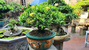 0386700914các loại hoa và cây cảnh của các nhà vườn mời mọi người chiêm ngưỡng