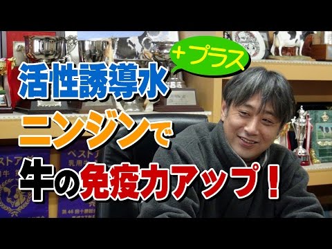 活性誘導水+ニンジンで牛の免疫力アップ!