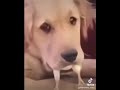 #tiktok #best #lustig #unglaublich #hund #küken