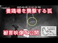 養鶏場りけいえんを襲った実際の獣害映像を公開します【解説動画】