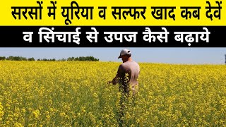 सरसों की खेती कैसे करें | sarso ki kheti | Mustard framing | npk fertilizer | Sulphur | Kheti kisani