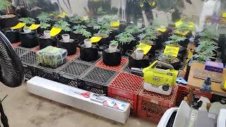 Organic Nursery Update#23 #ImepelloBioScience #DownToEarthFertilizer #VivoSun #TpsNutrients #Tribus