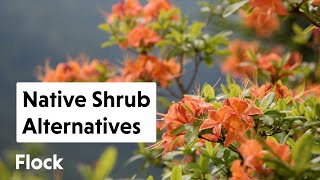 Try These NATIVE NORTHEAST SHRUB Alternatives to These 10 NonNative Shrubs — Ep. 160