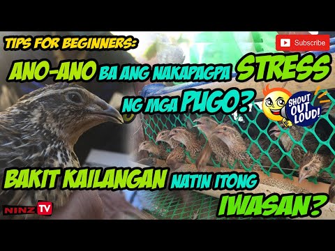 Video: Ano Ang Pinakain Ng Mga Pugo