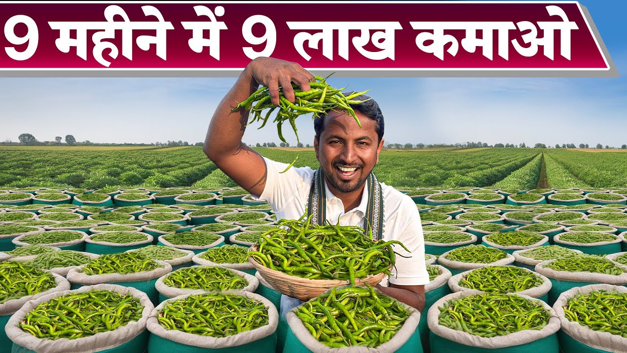 तीखी मिर्ची से मीठा पैसा💰🌶️ Chilli Farming | 9 लाख कमाने का सुनहरा मौका 🚀 Indian Farmer