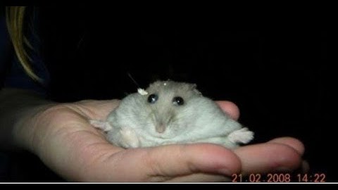 weird ultrakill bug (weird)