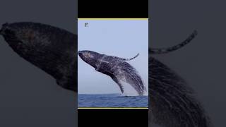Greatest Gift by Whale 🐋🤯