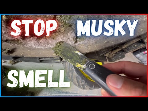 How To Stop Musky Smell In Garage or Shed