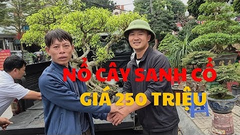 Giao lưu cây sanh cổ 250 triệu - Báo giá nhiều tác phẩm đẹp.