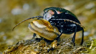 Ground beetle having a slug for dinner