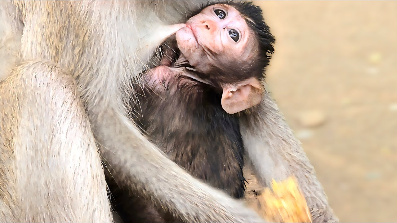 The adorable baby monkey is nursing its mother and running around happily