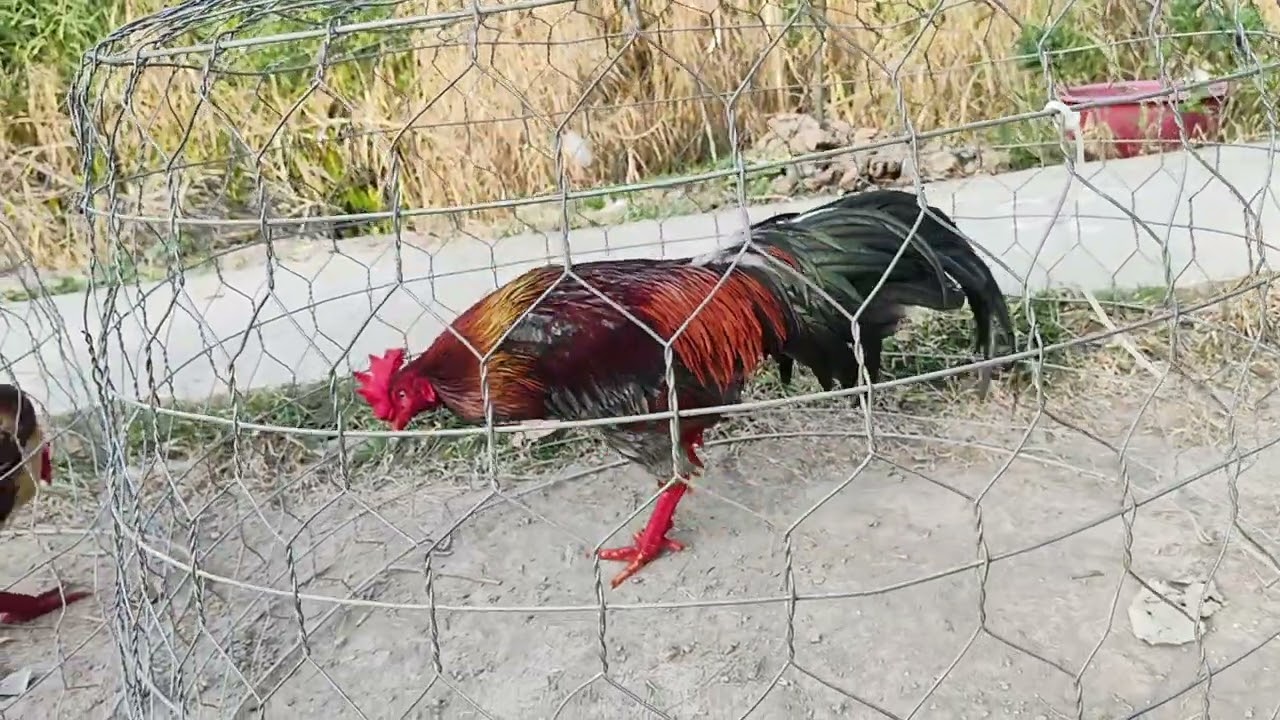 22/2 tốp 4 em sinh viên.Ae hợp LH:@9.76.73.84.42