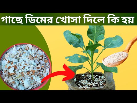 ভিডিও: একটি অলৌকিক সার হিসাবে ডিমের খোসা