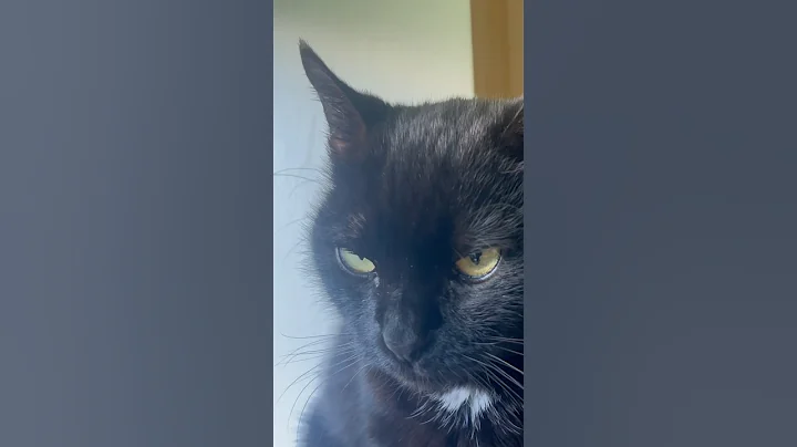 Video 9327851: purr, cat purring cute, cat purring funny, sleep purring, funny cute black cat