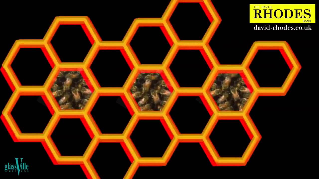 Waggle Dance   The David Rhodes Band