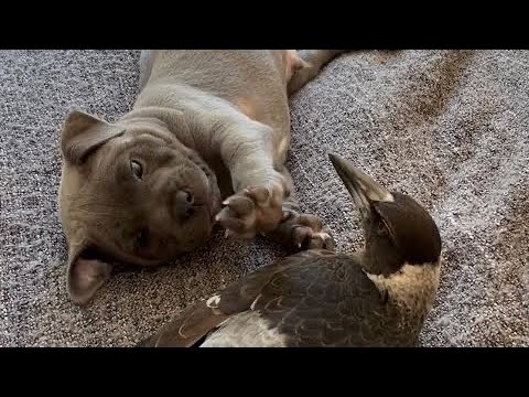 Magpie becomes Aunty to a puppy