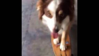 Skateboarding by Ivy The Aussie 178 views 6 years ago 1 minute, 15 seconds