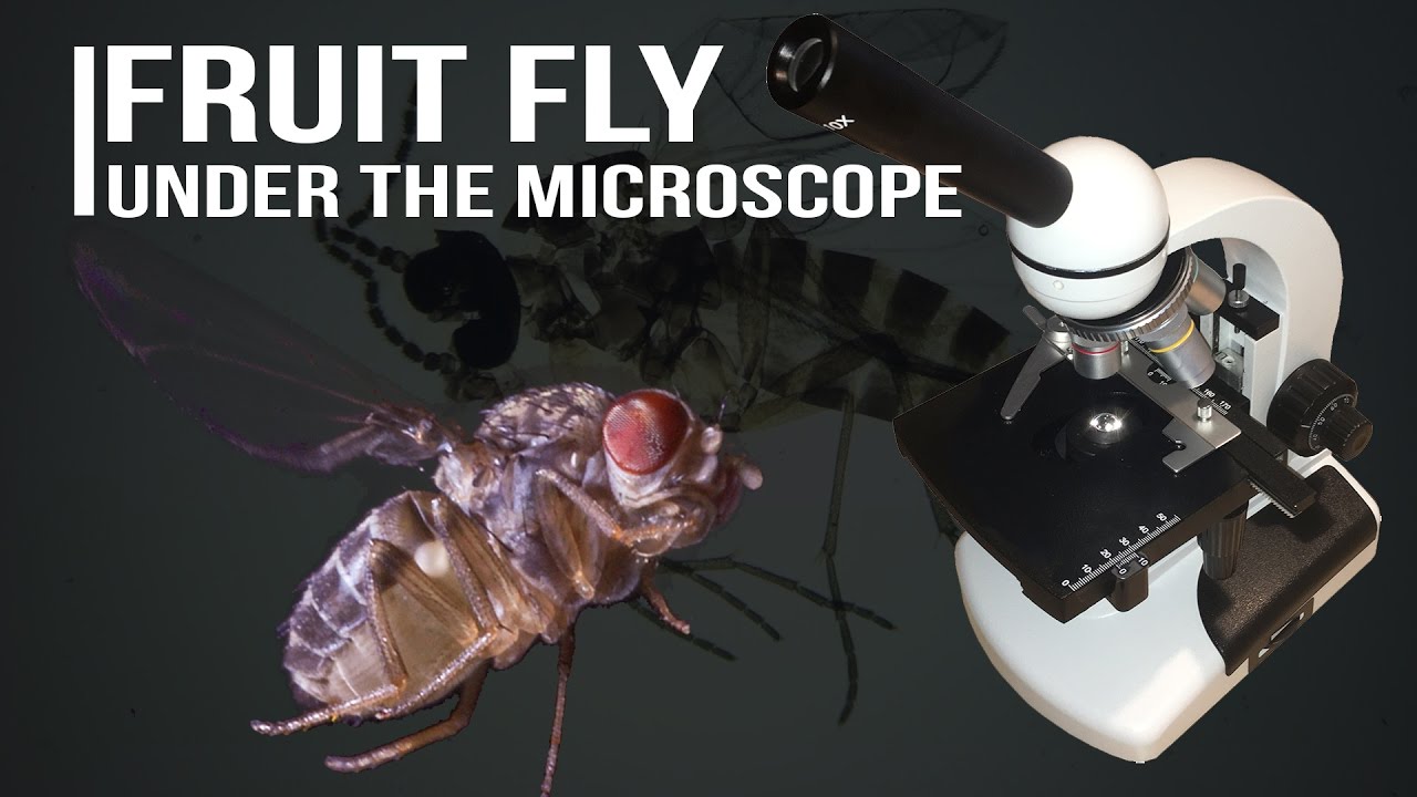 Fruit Fly under the microscope YouTube