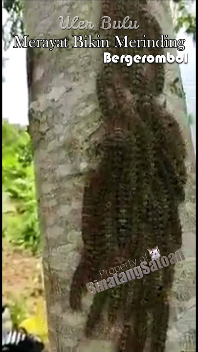 Larva Uler Bulu Gatel Siap Bermetamorphosis, Yach! #bugs #uler #ulerbulu #ulerkeket #seranggaunik
