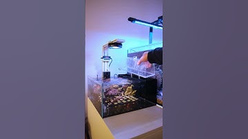 Flipper Cleaner ATO for the Reef Casa Frag Tank