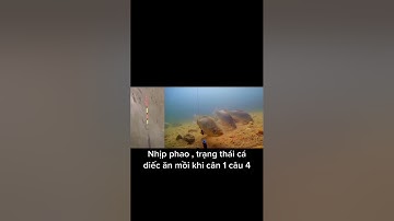 Nhịp phao câu đài cá diếc