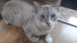 Funny Cat , Gato Estiloso 😸 by Fatos Curiosos dos Felinos  62 views 2 years ago 3 minutes, 35 seconds
