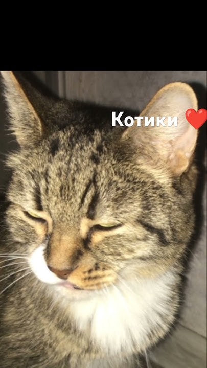 Коты боги - YouTube
