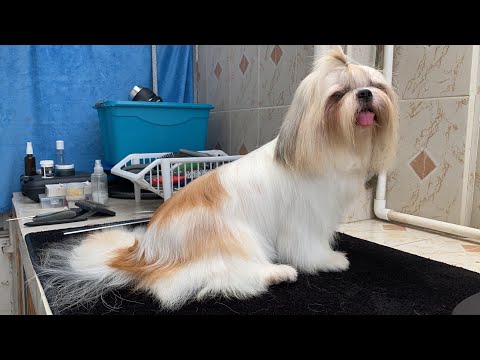 Video: ¿Es malo poner gel para el cabello en mi perro?