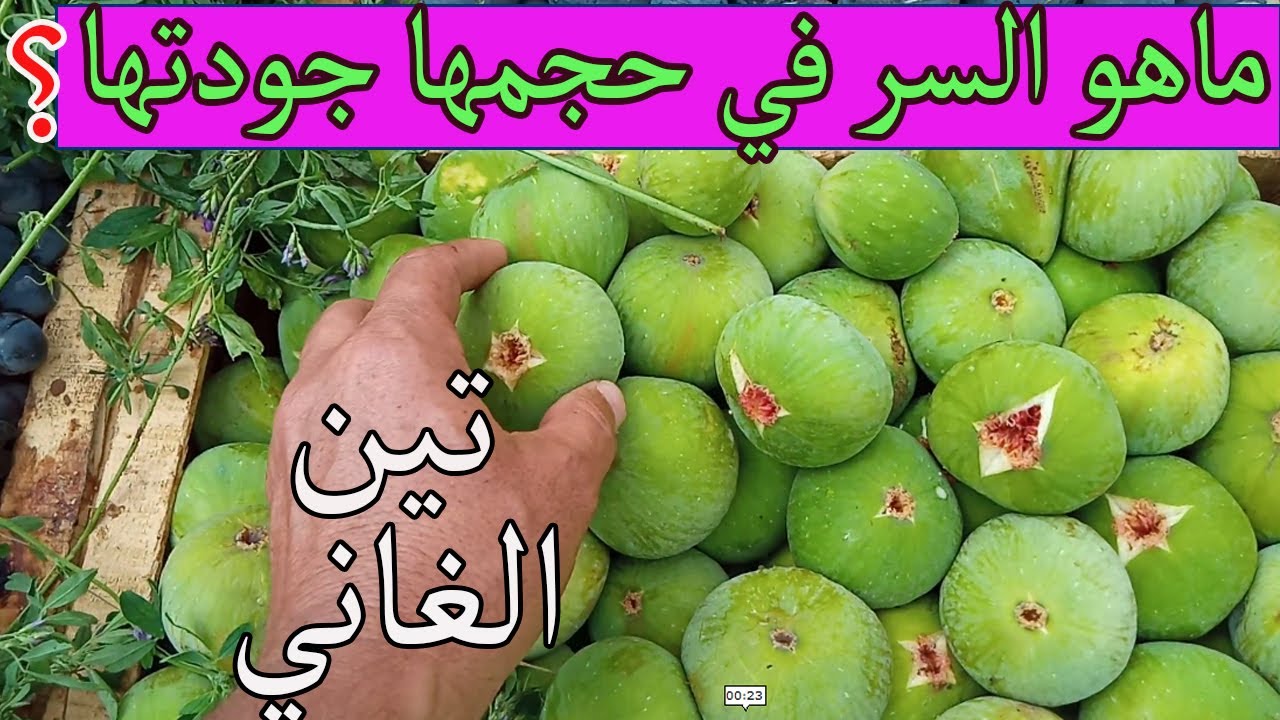 في مزرعتي غرست تين الغاني  فتحققت الاماني  / الانتاج والجودة والقلب هاني