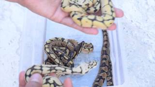 ScalyCreations Ball Python Clutch #3 Update BumbleBee/Enchi x Yellowbelly